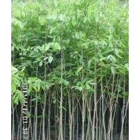 沉香一米五以上大杯苗