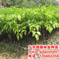 幌傘楓—廣西幌傘楓_幌傘楓價格