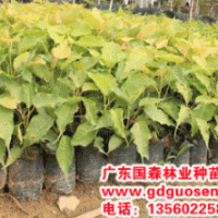 菩提榕—菩提榕價(jià)格_廣西菩提榕