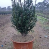 曼地亞，紅豆杉，銀杏，桂花，櫻花，黃楊木