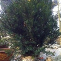 大量供應(yīng)；曼地亞紅豆杉