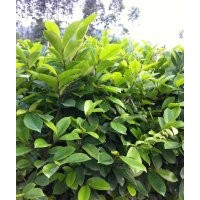 含笑 桂花,鴛鴦茉莉