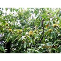 栗子樹價(jià)格，栗子樹圖片，栗子樹栽培