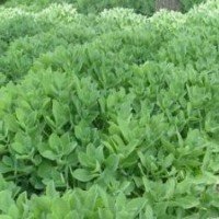 供應(yīng)八寶景天