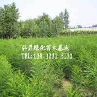 供應(yīng)國槐小苗，國槐小苗價(jià)格，國槐小苗品種齊全