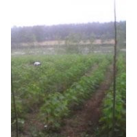 楸樹，欒樹，合歡，大葉女貞，梓樹小苗