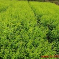 出售各種綠化苗木紅葉小檗、金葉女貞、瓜子黃楊、龍柏、金銀木