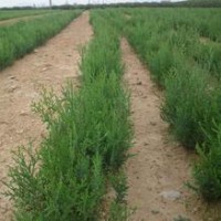 出售山西側柏苗，占地側柏苗 大田側柏苗