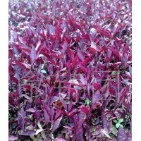 低價(jià)出售苗木紅貴妃，紅草十萬株