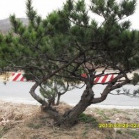 泰山景松 櫻花 紫葉李 木槿 西府海棠