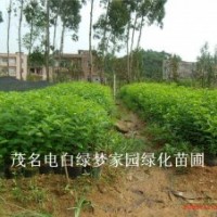 供應(yīng)鐵冬青（白銀木）小苗