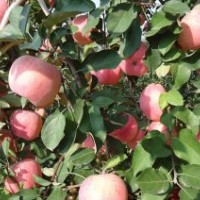 批發(fā)梨樹苗、桃樹苗、棗樹苗、杏苗、山楂苗