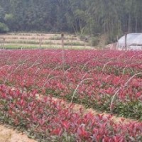 湖南高干紅葉石楠樹的新梢和嫩葉火紅，色彩艷麗持久