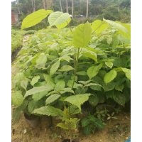 紫花風(fēng)鈴木，紫花風(fēng)鈴木苗，紫花風(fēng)鈴小苗