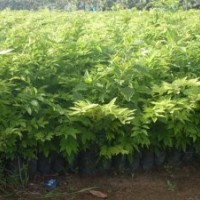 廣西黃花梨苗 海南黃花梨苗 廣西黃花梨苗供應(yīng)商