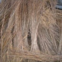 出售黃菠蘿樹(shù)苗賣(mài)黃菠蘿苗