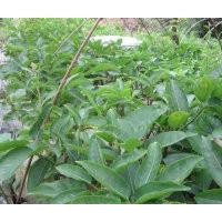 成都黃葛樹苗出售