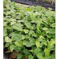 澳洲火焰木，澳洲火焰木小苗