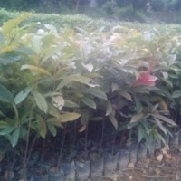 海南葡萄。海南葡萄價格，海南葡萄小苗，海南葡萄樹苗