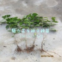 基地直銷臘梅小苗蠟梅苗江蘇苗圃供應(yīng)臘梅花苗
