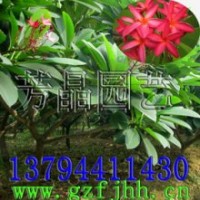 紅花雞蛋花苗 紅花雞蛋花樹苗 黃花雞蛋花苗