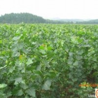 出售五角楓、杜仲苗、新疆楊、桐樹苗，杜梨苗、花椒苗、毛白楊