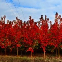 山東臨沂美國紅楓種植基地，優(yōu)質美國紅楓小苗，臨沂美國紅楓供應