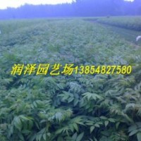 供應(yīng)香椿苗，大棚香椿苗，香椿苗培育基地