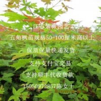 彩葉苗木五角楓苗批發(fā)江蘇五角槭苗地錦槭苗成活極高