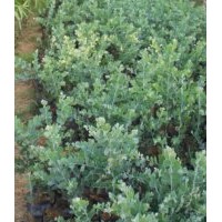 銀葉金合歡樹苗，銀葉金合歡苗，銀葉金合歡種苗