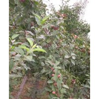 1-2公分大葉北美現(xiàn)有1-2公分大葉北美海棠20萬棵，珠穆朗瑪10萬棵