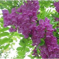 河北香花槐苗木基地