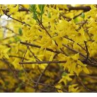 河北連翹小苗成活率高