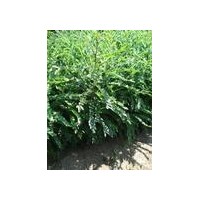 山西皂角苗價(jià)格皂角苗價(jià)格皂角苗