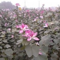 300萬一年小苗宮粉紫荊 紅花羊蹄甲