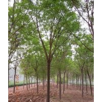 供應(yīng)白蠟 國槐一級(jí)樹