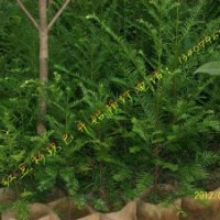 江西紅豆杉小苗 南方紅豆杉杯苗