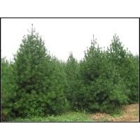 大量出售1-5米白皮松