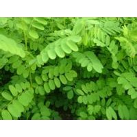 供應(yīng)1-2年刺槐苗、優(yōu)惠價(jià)格供應(yīng)