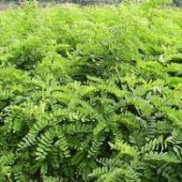 優(yōu)質(zhì)國(guó)槐苗