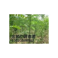 國(guó)槐小苗出售、一年生國(guó)槐小苗低價(jià)供應(yīng)