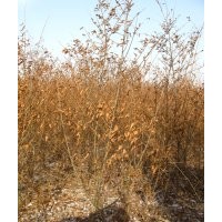金葉榆叢生苗 毛白楊 、速生楊、柳樹、垂柳、國槐、法桐