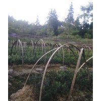 湖南供曼地亞紅豆杉