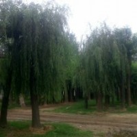 出售大規(guī)格垂柳