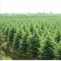 大量出售1-7米雪松