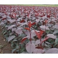 長春密枝紅葉李、出售紫葉稠李、王族海棠
