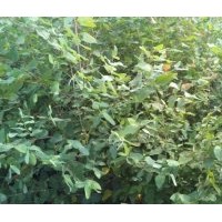 供應(yīng)優(yōu)質(zhì)鄧恩桉小苗，一年生，10公分以上