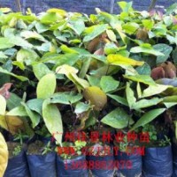 無憂樹批發(fā)商供應(yīng)優(yōu)質(zhì)無憂樹營養(yǎng)苗無憂樹種子量大從優(yōu)