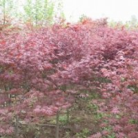 供應(yīng)桂花、八月桂、四季桂、金桂、狀元紅、丹桂