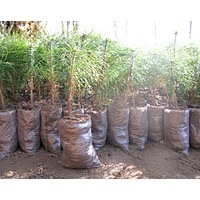 營養(yǎng)袋樟子松